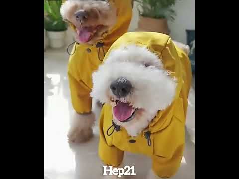 Köpek Yağmurluk Tulum Yansıtıcı 131876