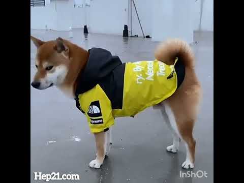 Köpek Yağmurluk 44289509