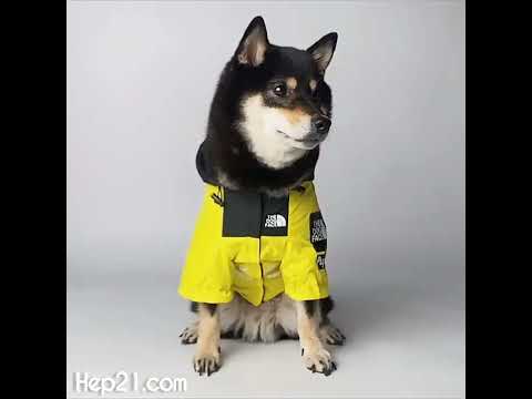 Köpek Yağmurluk 44289509