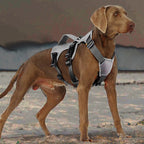 Köpek Göğüs Tasması 01865205