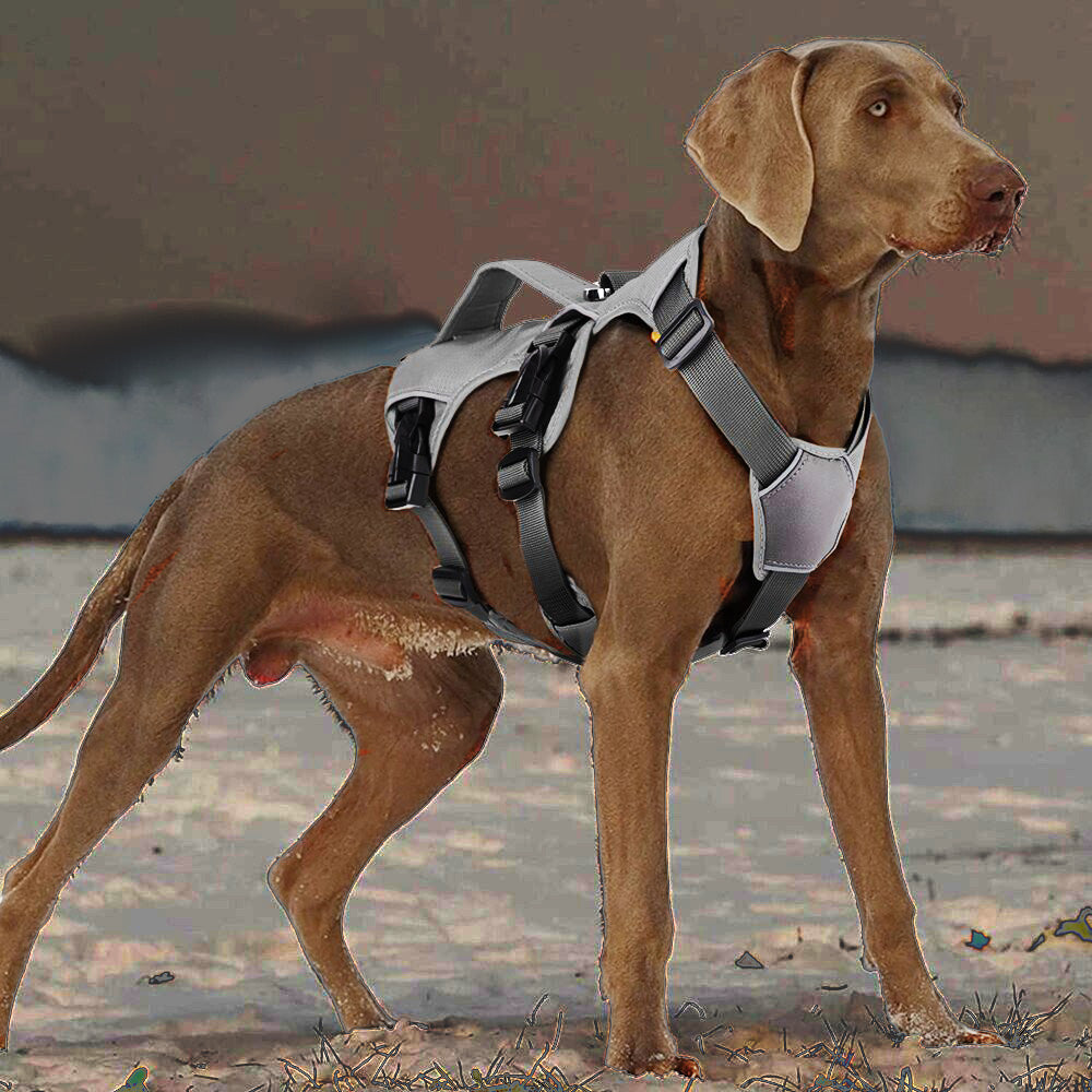Köpek Göğüs Tasması 01865205