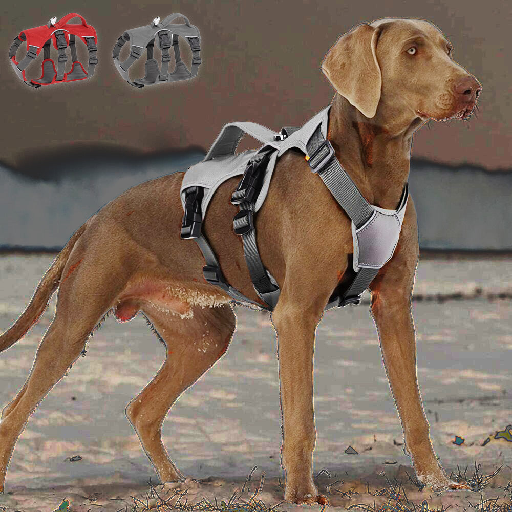 Köpek Göğüs Tasması 01865205