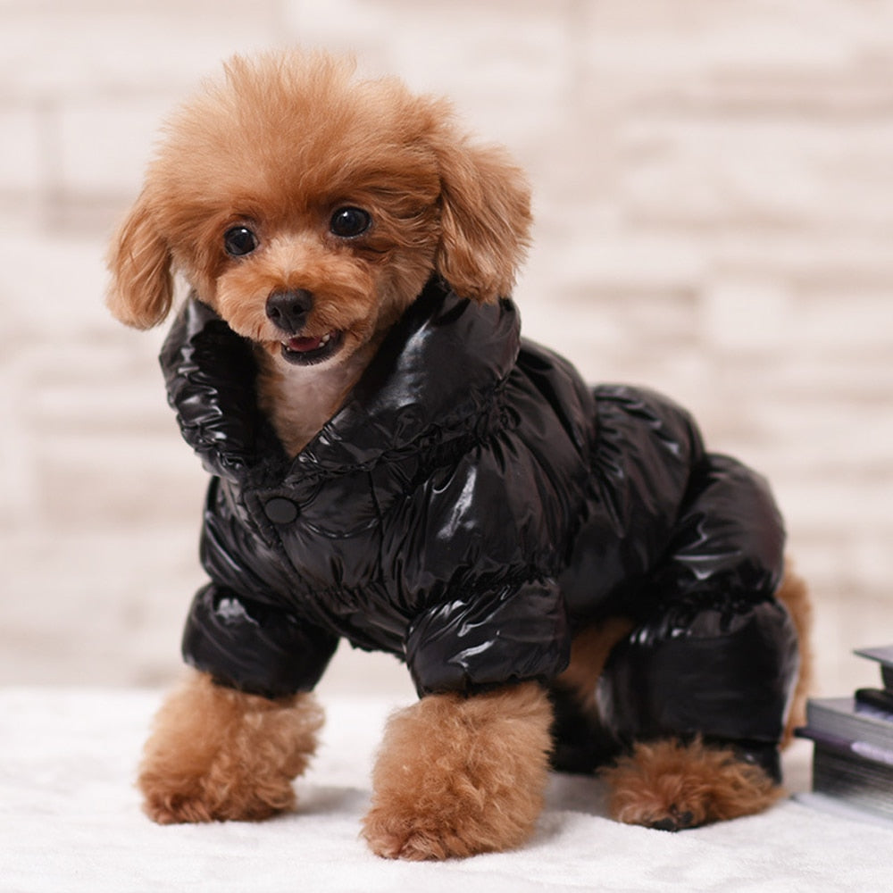 Köpek yağmurluk