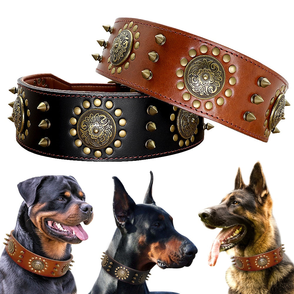 Pitbull Tasması