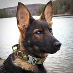 kangal tasması