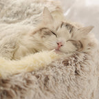 Kedi Yatağı Evi 42244264
