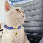 kedi tasması isimli