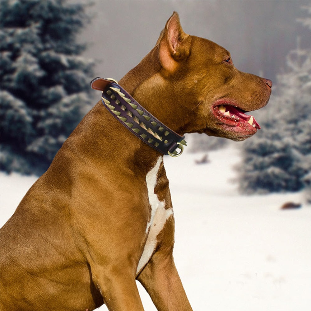 Pitbull Tasması