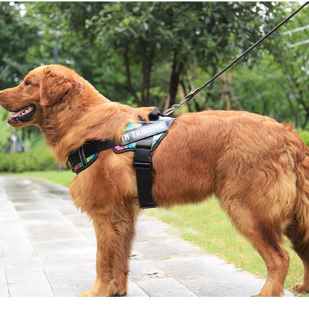 Köpek göğüs tasması İSİMLİ 48131422