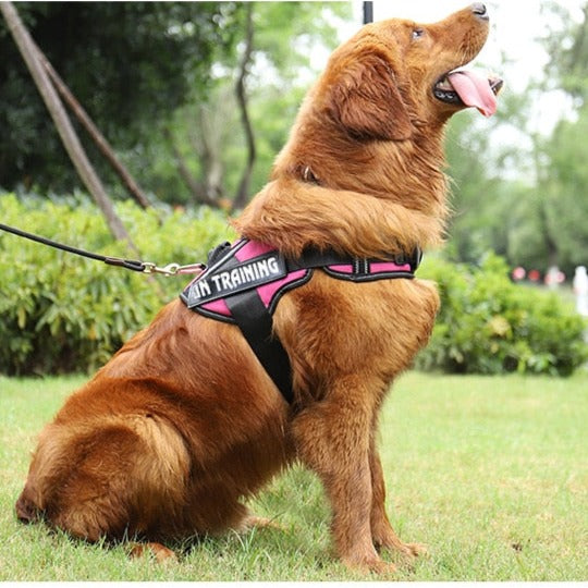 Köpek göğüs tasması İSİMLİ 48131422