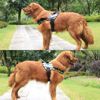 Köpek göğüs tasması İSİMLİ 48131422