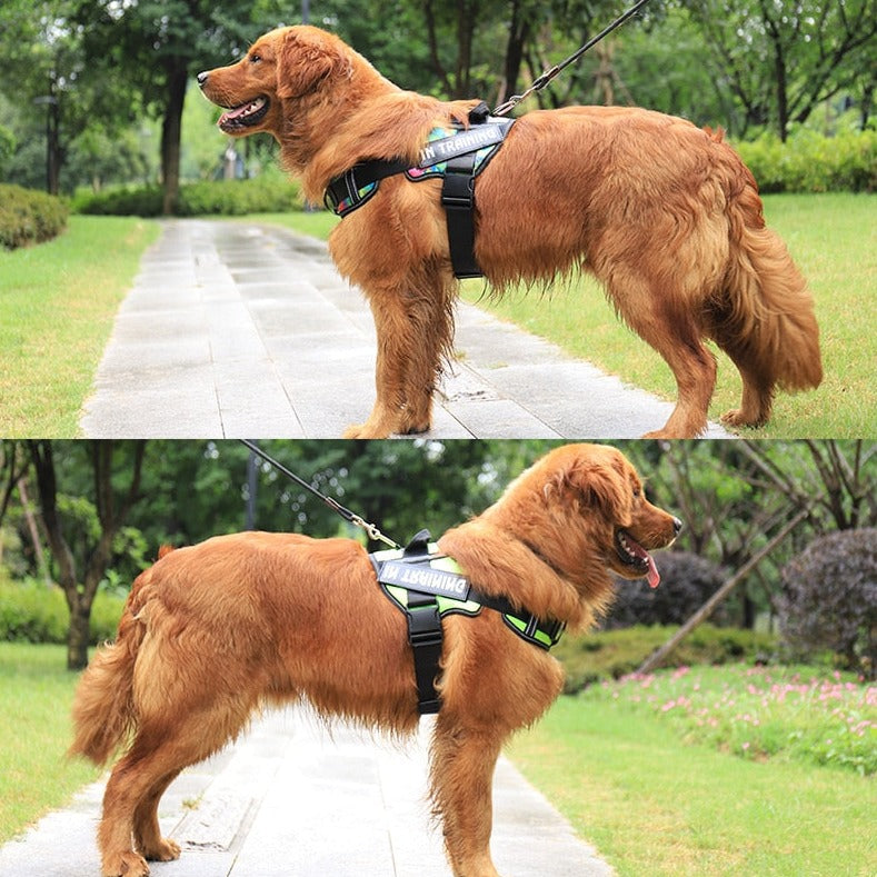 Köpek göğüs tasması İSİMLİ 48131422