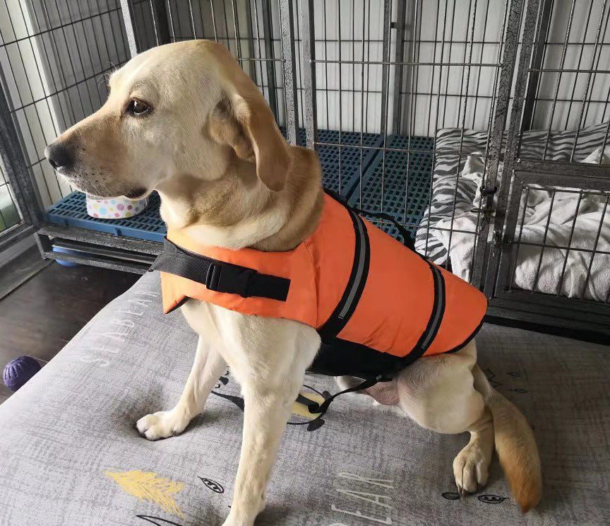 köpek cankurtaran yeleği