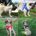 Köpek göğüs tasması