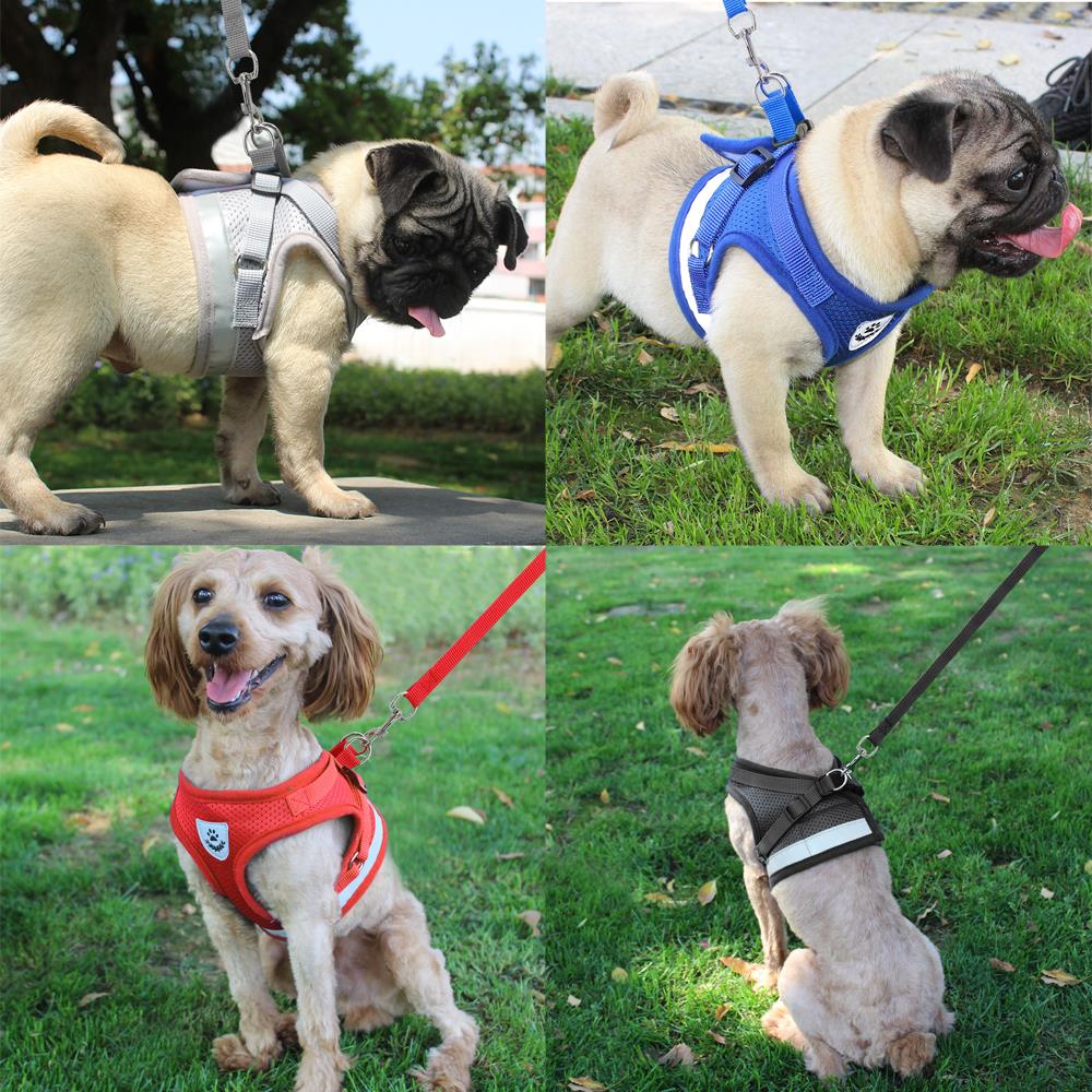 Köpek göğüs tasması